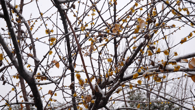 下雪 暴雪 降雪 大雪 大雪纷飞 雪花