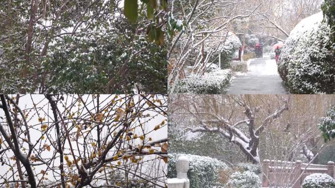 下雪 暴雪 降雪 大雪 大雪纷飞 雪花