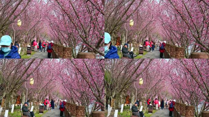 四川成都望江楼春天樱花园林风景高视角航拍