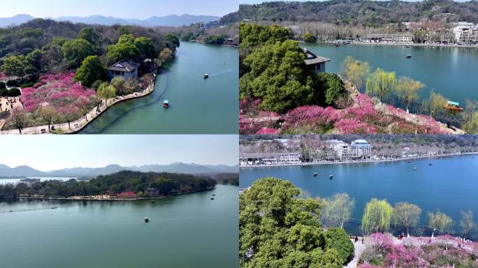 （合集）杭州西湖孤山公园梅花盛开