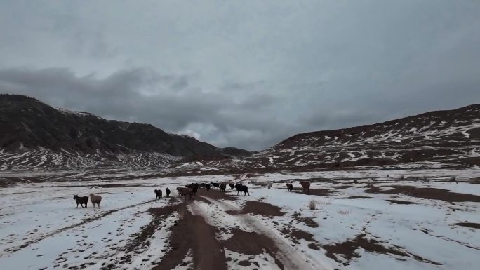 羊群和山羊正从山路上跑出来