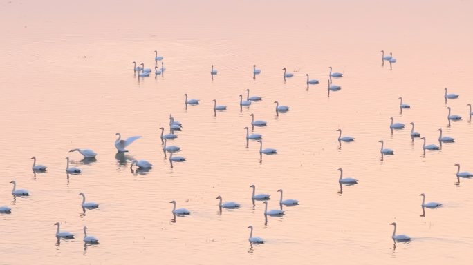 天鹅湖候鸟迁徙成群天鹅戏水夕阳余晖航拍