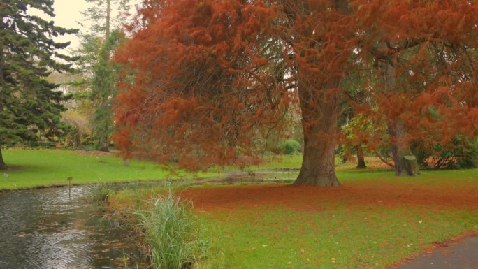 公园里池塘边的一棵树，落叶覆盖着草地。