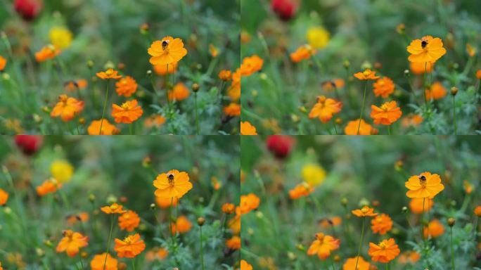 一只小蜜蜂在橙色的野花丛随风摇摆