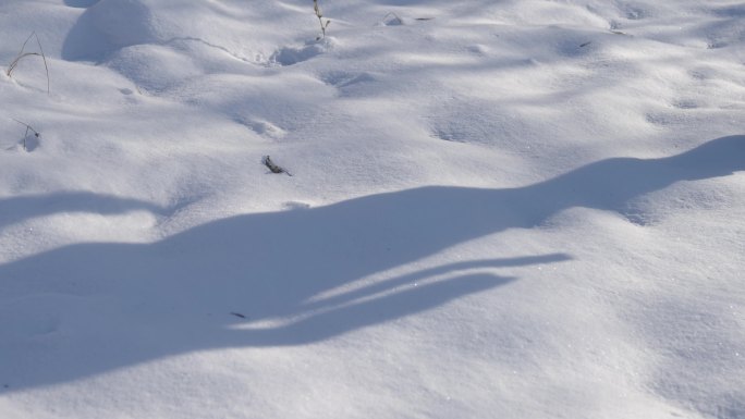 雪地中的影子