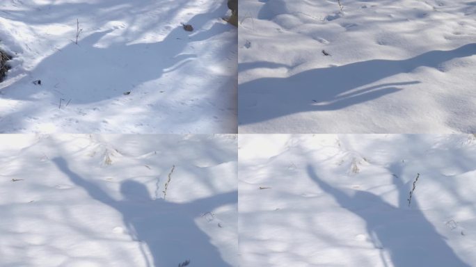 雪地中的影子