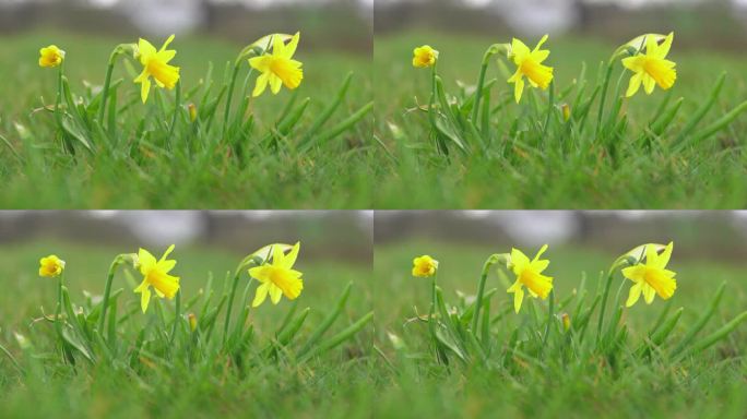 琼基尔在草地上。春花和散焦的自然背景