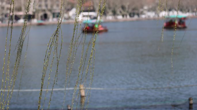 杭州西湖湖边垂柳发芽眺望宝石山保俶塔