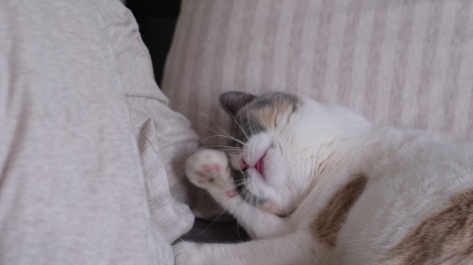 英国短毛宠物猫在舔爪子挠头的慢动作