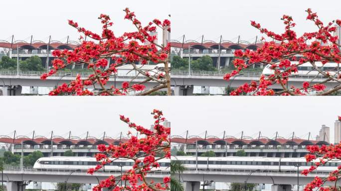 高铁动车驶过木棉花