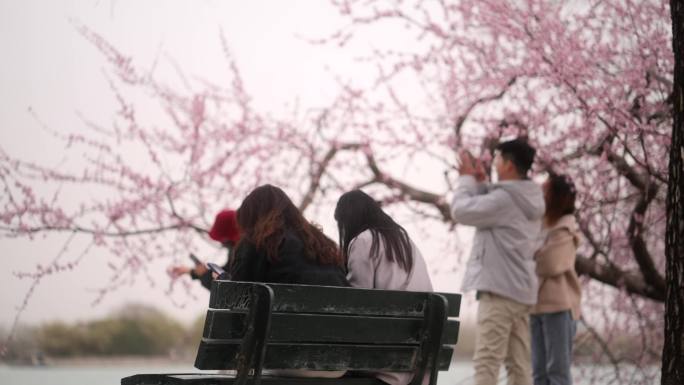 颐和园桃花人文素材合集