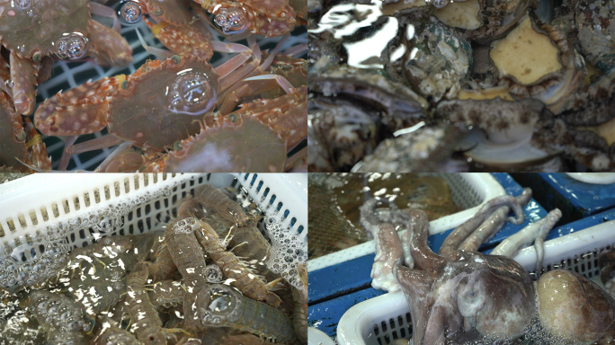 海鲜 螃蟹 章鱼 鲍鱼 赖尿虾