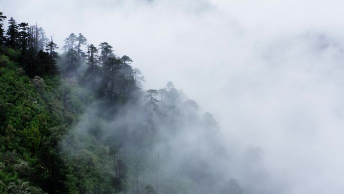 雨后云雾缭绕的森林