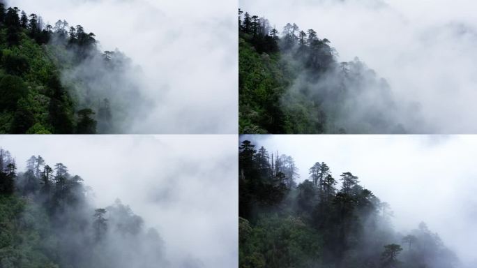 雨后云雾缭绕的森林