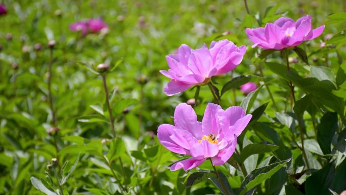 春天阳光下盛开的芍药花粉色花