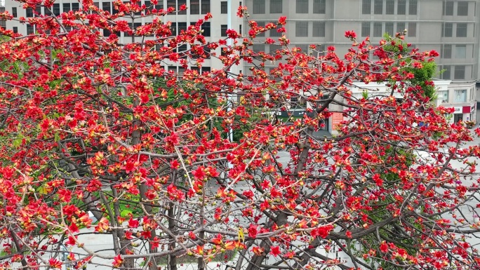 广州海珠广场广州解放纪念像木棉花4K航拍