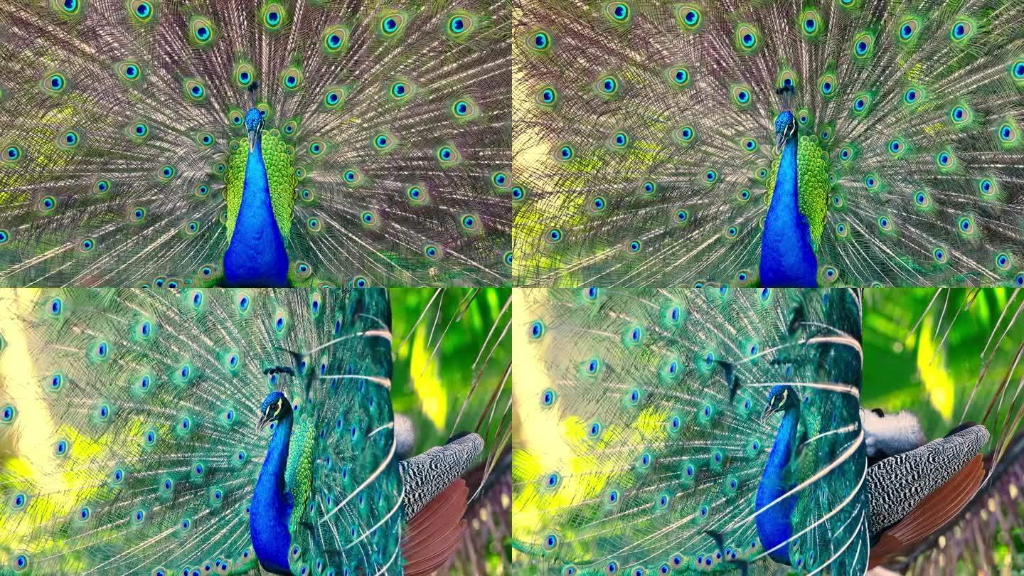 孔雀鸟有扇形张开的尾巴，彩色孔雀羽毛的眼睛图案