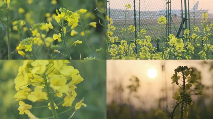 4K田园油菜花花海