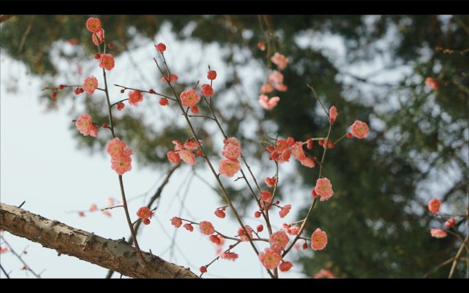 梅花实拍视频素材