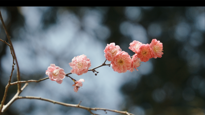 梅花实拍视频素材