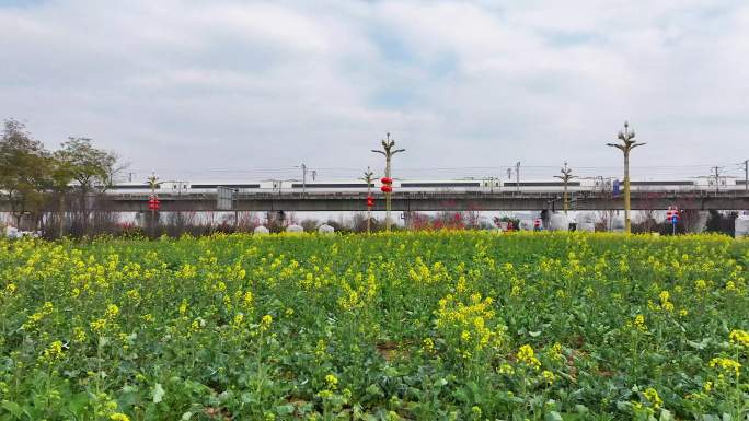 高铁穿过油菜花田视频