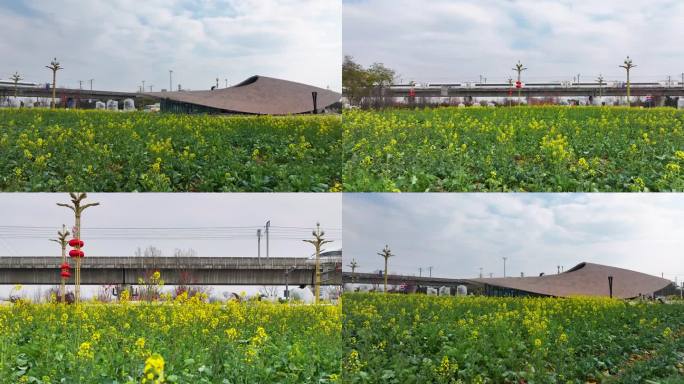 高铁穿过油菜花田视频