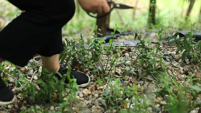 霍山石斛基地采摘石斛2