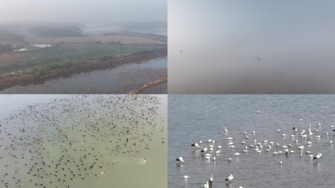 湿地鸟类保护区