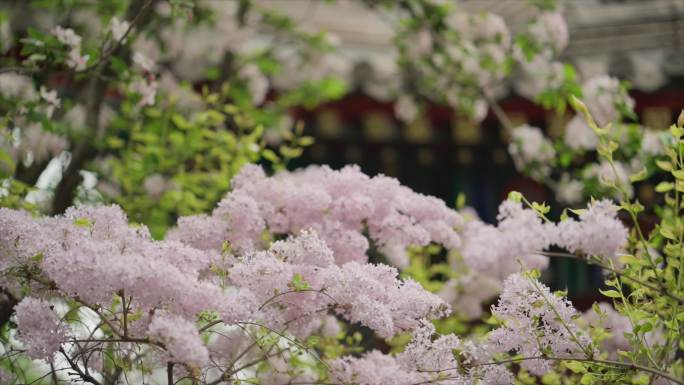 北京法源寺丁香花落合集