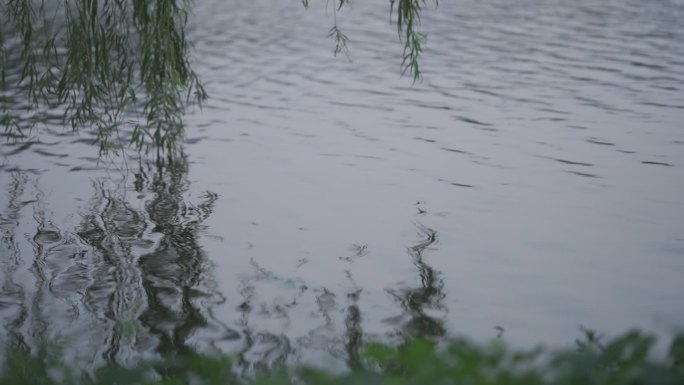 早晨柳树湖边小草 (6)