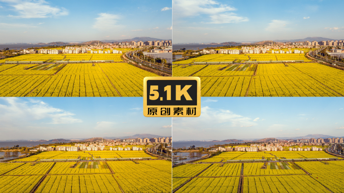 5K-昆明晋宁滇池东岸沙堤村油菜花海延时