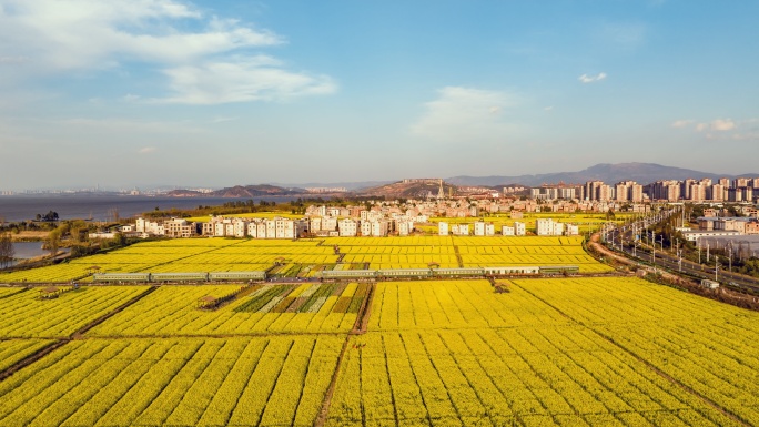 5K-昆明晋宁滇池东岸沙堤村油菜花海延时