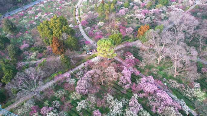 v8南京梅花山景区4k航拍