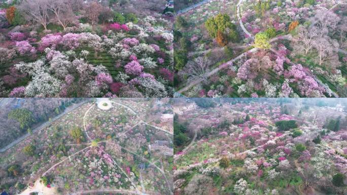 v8南京梅花山景区4k航拍