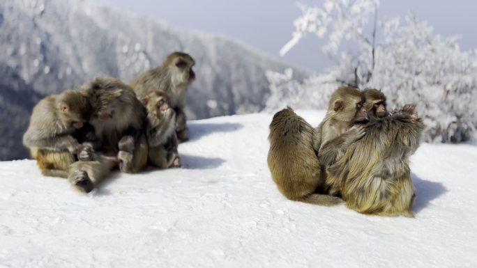 雪中的金丝猴互相抓虱子
