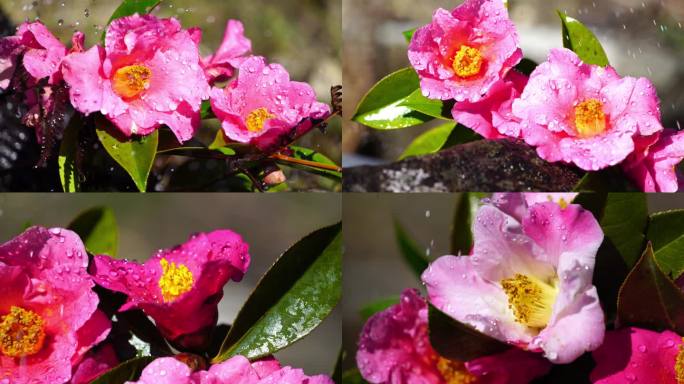 山茶花云南山茶茶花水珠水滴