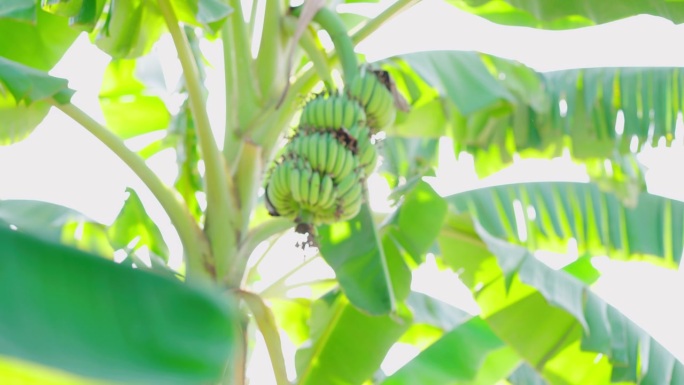 热带香蕉树与它的果实和阳光的平移镜头