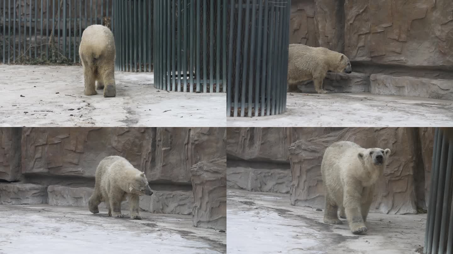 动物园中的北极熊
