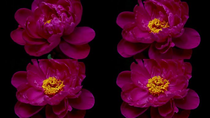 美丽的红色牡丹与黄色花蕊在黑色的背景。盛开的牡丹花在延时视频中开放。复活节，春天，情人节，节日概念。
