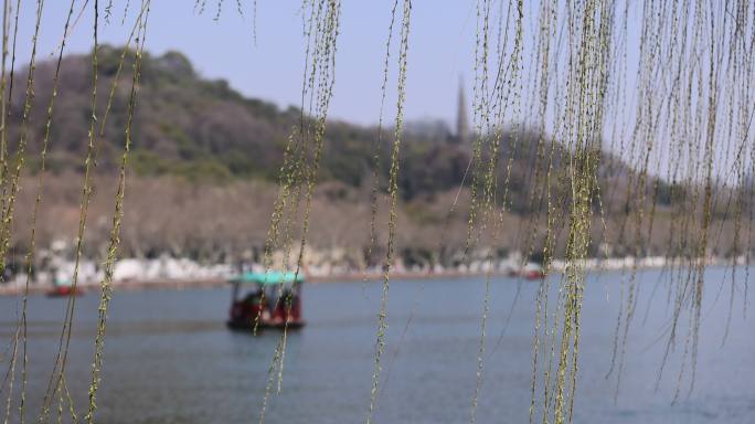 杭州西湖湖边垂柳发芽眺望宝石山保俶塔
