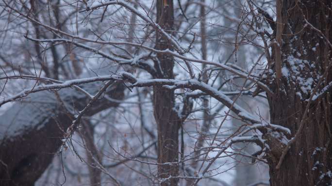 8k乡村下雪 扫雪 下雪天瑞雪兆丰年