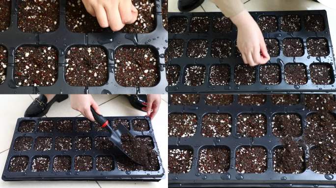 盆栽蔬菜 育苗盘 播种 番茄种子 盖土