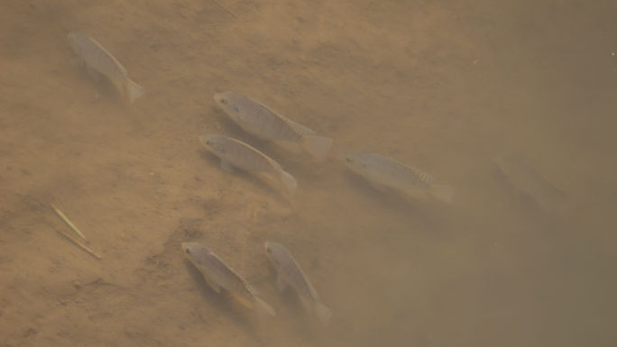 罗非鱼 外来物种生物入侵