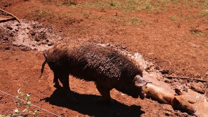 猪享受泥浴