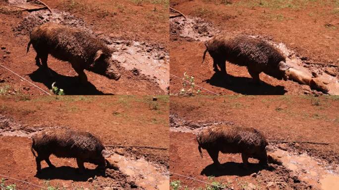 猪享受泥浴
