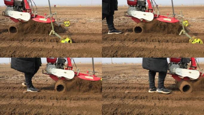 在中国北方的一个农场里，农民们操作挖沟机挖沟种姜