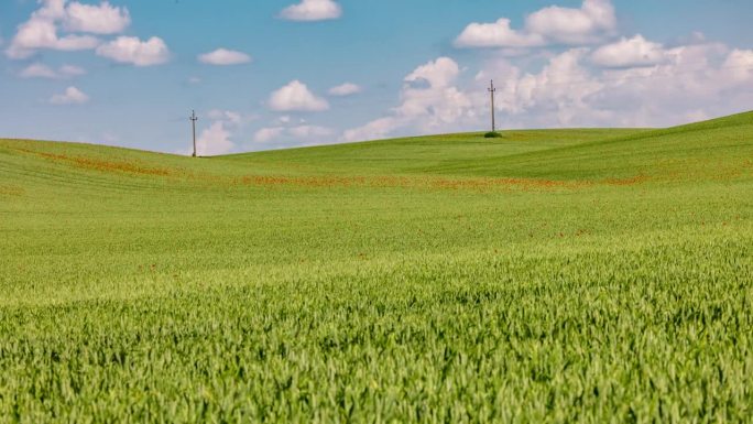 时间流逝的绿色麦田在阳光明媚的农村田野
