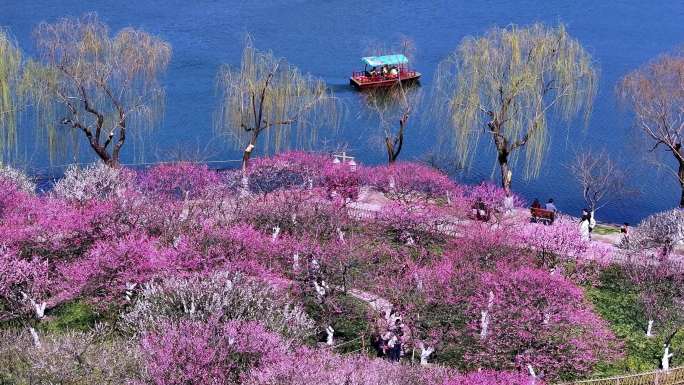 （合集）杭州西湖孤山公园梅花盛开