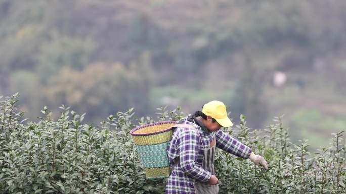 重庆南川：采春茶促增收