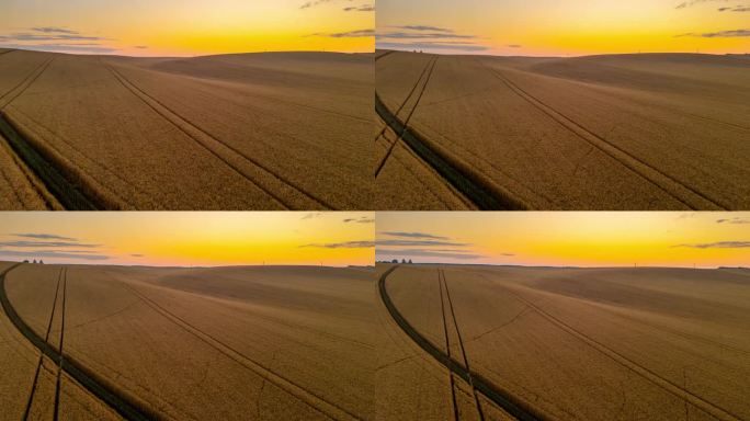 超缩无人机视角下的日出金色小麦作物景观